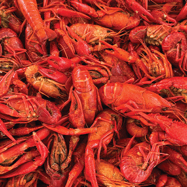 Crawfish boil